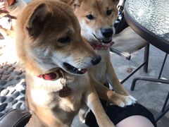 -柴犬高等学院·狗咖·柴犬售卖·宠物训练