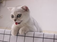 -创凡宠物医院·骨专科  猫科中心(西乡分院)