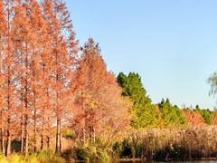 -上海海湾国家森林公园