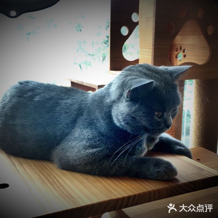 尤其是在自己忙碌一天休息的时候撸个猫解个乏