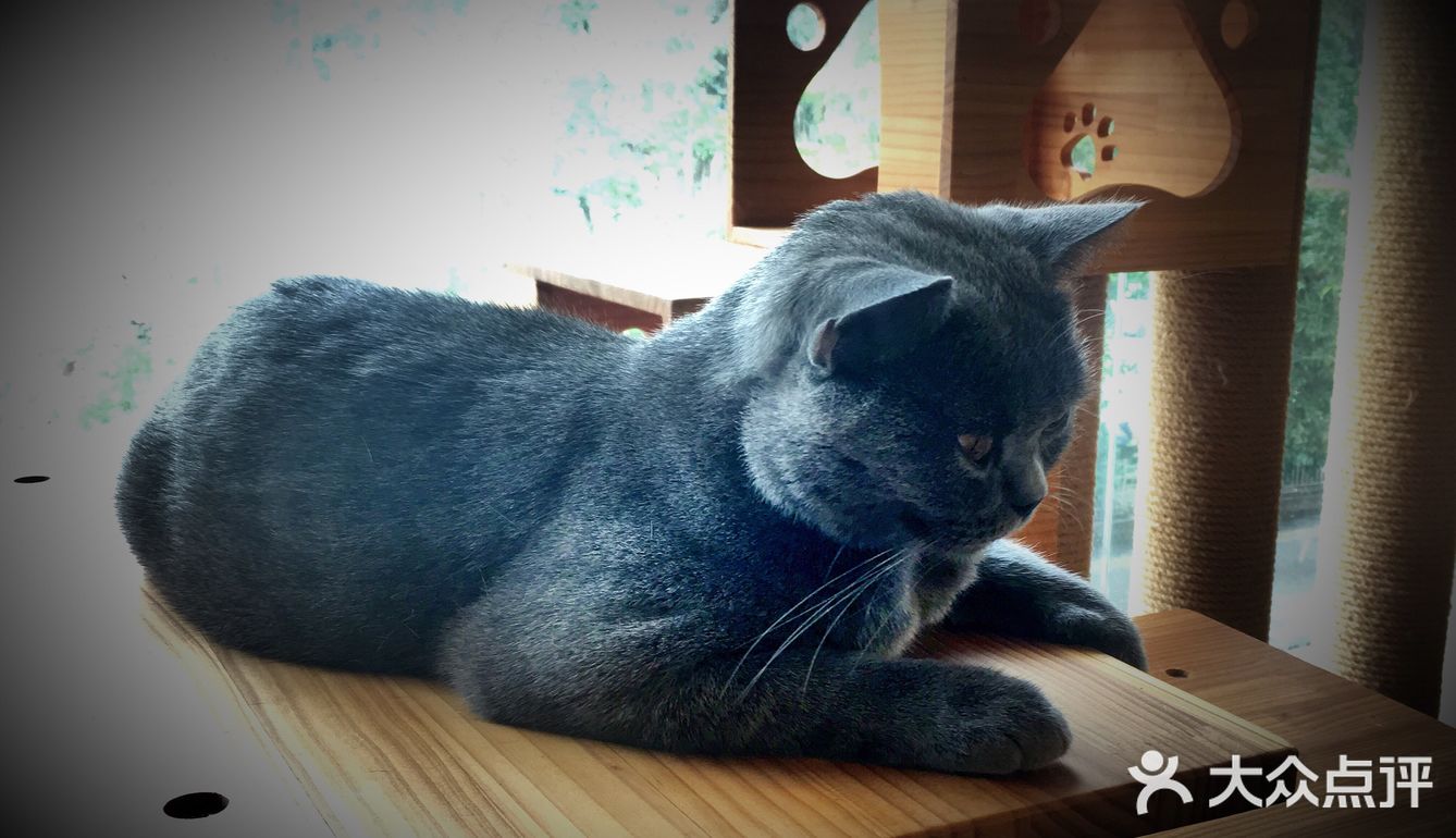 尤其是在自己忙碌一天休息的时候撸个猫解个乏