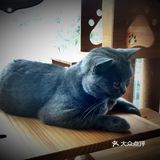 尤其是在自己忙碌一天休息的时候撸个猫解个乏