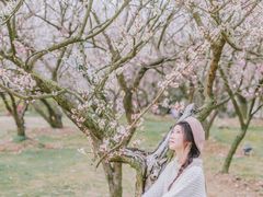 -香雪海