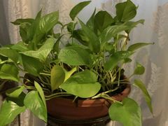 -大唐盲人按摩中心(黄山路店)