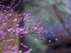 -慧因高丽寺