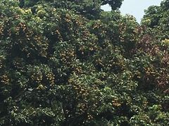 -茗荔园农庄(大涌店)