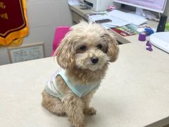 -爱侣·安琦尔宠物医院·中兽医针灸·心内科·狂犬免疫点(宝山区院)
