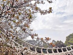 -上海共青森林公园