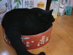 -瑞鹏宠物医院·内科·中兽医·骨科(苗圃店)