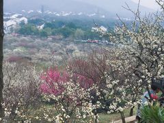 -香雪海