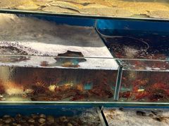 -仙螺岛海鲜自助餐厅(总店)