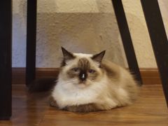 -猫友咖啡店(玉林西路店)
