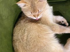 -猫小院猫主题餐厅(三里屯店)