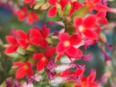 -昆明国际花卉拍卖交易中心