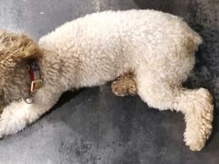 -陈有良尖椒鸡(渝中旗舰店)