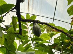 -歌斐颂巧克力小镇