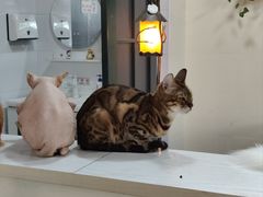 -猫小院猫主题餐厅(南锣旗舰店)