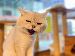 -more than meow吴止猫主题餐厅(承德 中船汇店)