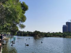 -五缘湾湿地公园