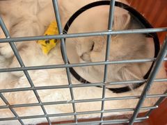 -伟伟宠物医院·瑞派猫友好医院·猫科(光谷店)