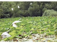 -大湾区中央湿地公园