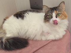 -东莞宠友24H宠物中心医院·转诊夜诊·异宠(新河北路院)