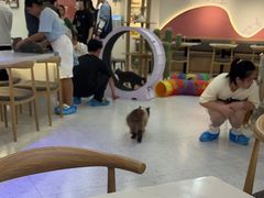 -喵园·猫主题咖啡厅·撸猫·猫咖(国贸店)