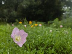-佛手湖郊野公园