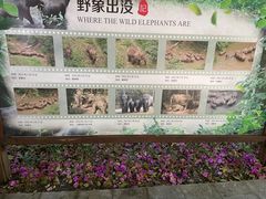 -野象谷景区