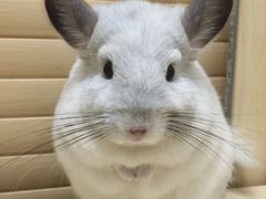 -龙猫仔乐园(惠福东路店)