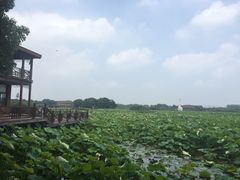 -荷塘月色湿地公园·向阳花洲