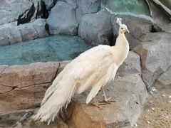 -海合安武汉极地海洋公园