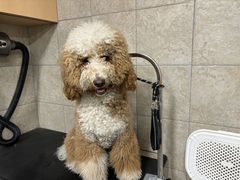 -帕帕拉兹宠物(亚洲旗舰店)