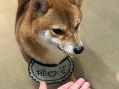 -逗柴咖啡屋·狗咖猫咖宠物桌游