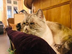 -猫色咖啡·猫咖