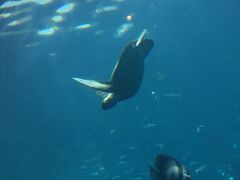 -瑞德姆美人鱼海底演艺主题餐厅(亚龙湾店)