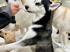 -共舞时光猫咖·狗咖(新街口店)