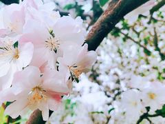 -海棠花溪(元大都城垣遗址公园)