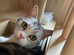 -翊宠yipet猫狗购宠庄园犬舍•猫舍