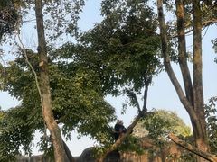 -成都大熊猫繁育研究基地