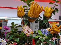 -越秀西湖花市(广州城市广场花卉店)