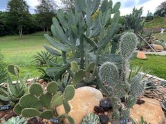 -东莞植物园