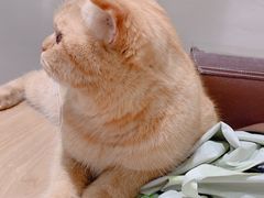 -藏猫猫咖啡主题馆(中央大道店)