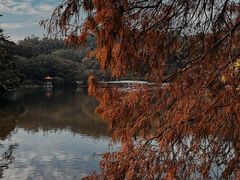-深圳市中科院仙湖植物园