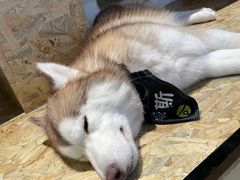 -Husky Go! 哈士奇体验馆·宠物咖啡厅狗咖