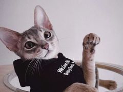 -猫十亿·布偶金渐层·曼基康矮脚猫舍(青年路店)
