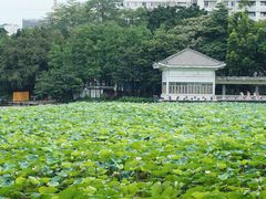 -荔湾湖公园
