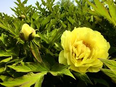 -莲花池公园