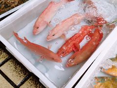 -蛇口市场
