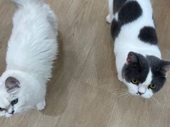 -1013 PET SHOP 宠物商店(近铁城市广场店)